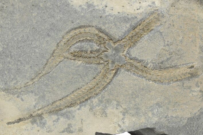 Ordovician Brittle Star (Ophiura) - Morocco #218940